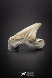 04206 - Super Rare Pathologically Deformed 0.73 Inch Otodus obliquus Shark Tooth