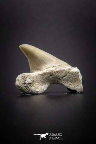 04206 - Super Rare Pathologically Deformed 0.73 Inch Otodus obliquus Shark Tooth
