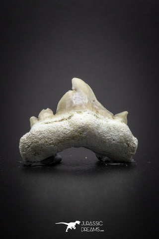 04210 - Super Rare Pathologically Deformed Double Tipped 0.56 Inch Otodus obliquus Shark Tooth