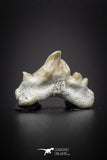 04210 - Super Rare Pathologically Deformed Double Tipped 0.56 Inch Otodus obliquus Shark Tooth