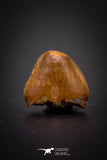 04214 - Finest Grade 0.26 Inch Hamadasuchus Rebouli Crocodile Tooth From Kem Kem