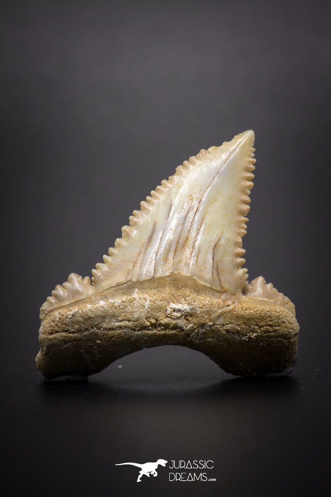 04216 - Strongly Serrated 1.11 Inch Palaeocarcharodon orientalis (Pygmy white Shark) Tooth