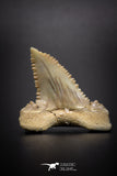 04216 - Strongly Serrated 1.11 Inch Palaeocarcharodon orientalis (Pygmy white Shark) Tooth