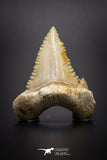 04217 - Strongly Serrated 1.31 Inch Palaeocarcharodon orientalis (Pygmy white Shark) Tooth