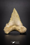 04217 - Strongly Serrated 1.31 Inch Palaeocarcharodon orientalis (Pygmy white Shark) Tooth
