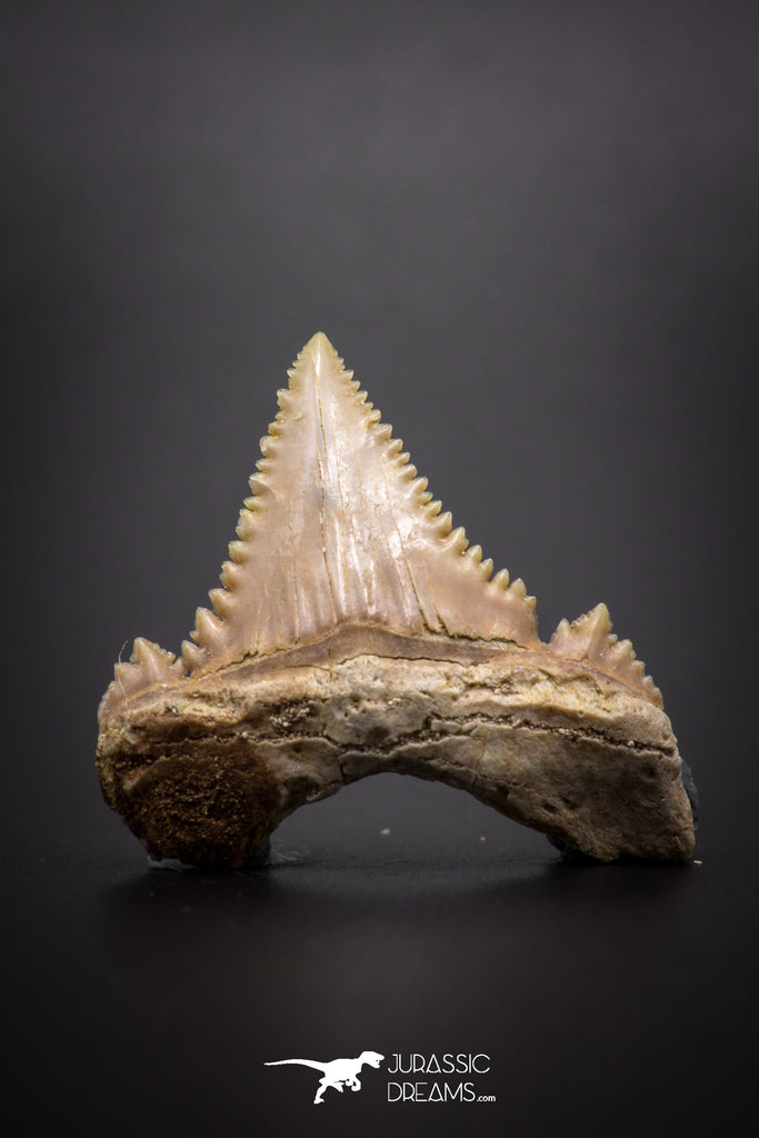 04218 - Strongly Serrated 1.06 Inch Palaeocarcharodon orientalis (Pygmy white Shark) Tooth