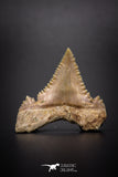 04218 - Strongly Serrated 1.06 Inch Palaeocarcharodon orientalis (Pygmy white Shark) Tooth