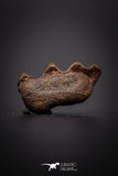 04220 - Rare Ceratodus humei Tooth From Kem Kem Basin