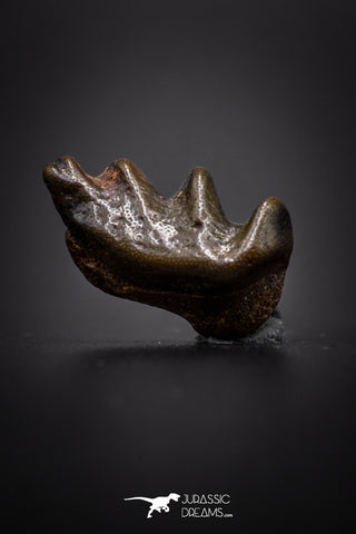 04220 - Rare Ceratodus humei Tooth From Kem Kem Basin