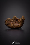 04222 - Rare Ceratodus humei Tooth From Kem Kem Basin