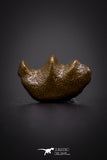 04222 - Rare Ceratodus humei Tooth From Kem Kem Basin