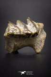 04223 - Rare Neoceratodus africanus Tooth From Kem Kem Basin