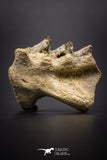 04223 - Rare Neoceratodus africanus Tooth From Kem Kem Basin