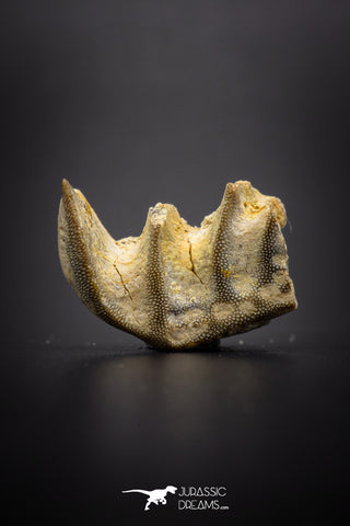 04224 - Rare Neoceratodus africanus Tooth From Kem Kem Basin