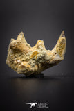 04224 - Rare Neoceratodus africanus Tooth From Kem Kem Basin