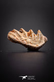 04225 - Rare Neoceratodus africanus Tooth From Kem Kem Basin