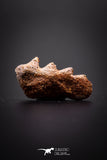 04225 - Rare Neoceratodus africanus Tooth From Kem Kem Basin