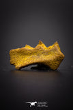 04226 - Rare Neoceratodus africanus Tooth From Kem Kem Basin
