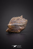 04236 - Beautiful Well Preserved Rare Gar Fish Scale (Obaichthys africanus) From Kem Kem Basin