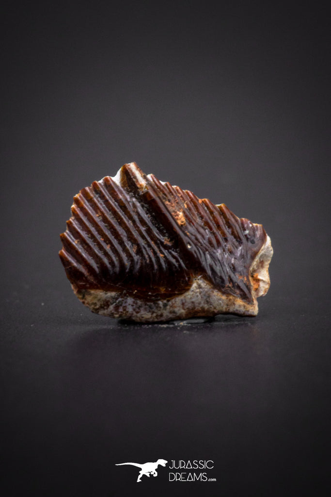 04239 - Beautiful Well Preserved Rare Gar Fish Scale (Obaichthys africanus) From Kem Kem Basin