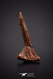 04245 - Well Preserved Juvenile 0.73 Inch Onchopristis Cretaceous Sawfish Rostral Barb