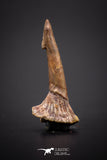 04247 - Well Preserved Juvenile 1.02 Inch Onchopristis Cretaceous Sawfish Rostral Barb