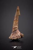 04247 - Well Preserved Juvenile 1.02 Inch Onchopristis Cretaceous Sawfish Rostral Barb