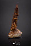 04249 - Well Preserved Juvenile 1.29 Inch Onchopristis Cretaceous Sawfish Rostral Barb