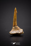 04250 - Well Preserved Juvenile 0.62 Inch Onchopristis Cretaceous Sawfish Rostral Barb