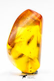 04270 - Well Preserved 0.74 Inch Baltic Amber With An Inclusion Of Fossil Insect (Diptera- Dolichopodidae Fly)