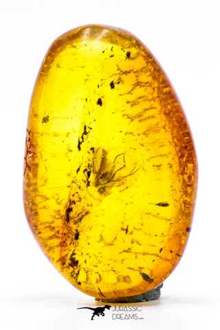 04271 - Well Preserved 0.80 Inch Baltic Amber With An Inclusion Of Fossil Insect (Diptera- Dolichopodidae Fly)
