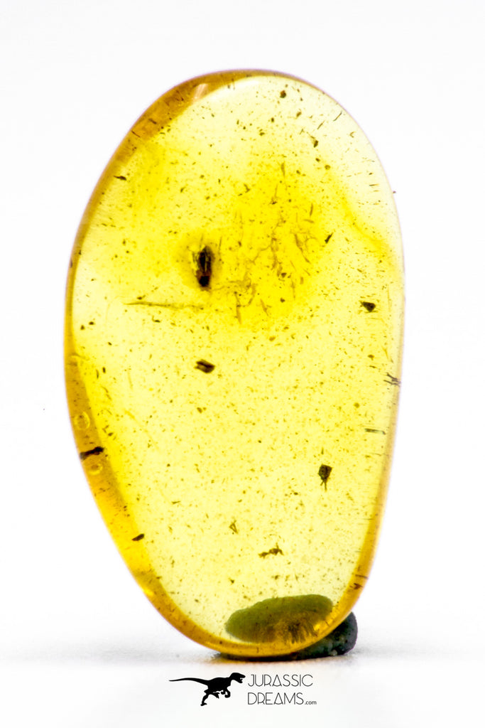04272 - Well Preserved 0.70 Inch Baltic Amber With An Inclusion Of Fossil Insect (Diptera- Dolichopodidae Fly)