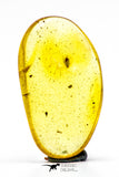 04272 - Well Preserved 0.70 Inch Baltic Amber With An Inclusion Of Fossil Insect (Diptera- Dolichopodidae Fly)