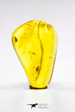 04276 - Well Preserved 0.59 Inch Baltic Amber With An Double Inclusion Of Fossil Insect (Diptera- Dolichopodidae Fly)