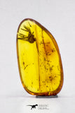 04278 - Collector Grade 0.55 Inch Baltic Amber With An Inclusion Of Fossil Insect (Diptera - Sciaridae Fly)
