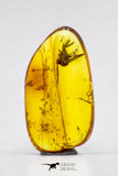 04278 - Collector Grade 0.55 Inch Baltic Amber With An Inclusion Of Fossil Insect (Diptera - Sciaridae Fly)