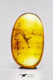 04279 - Collector Grade 0.48 Inch Baltic Amber With An Inclusion Of Fossil Insect (Diptera - Sciaridae Fly)