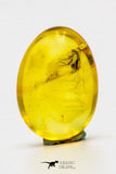 04280 - Rare Unidentified 0.38 Inch Baltic Amber With An Inclusion Of Fossil Insect ¿Coleoptera?