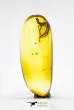 04281 - Collector Grade 0.56 Inch Baltic Amber With An Inclusion Of Fossil Insect (Diptera - Sciaridae Fly)