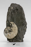 04283 - Superb 1.28 Inch Pleuroceras transiens Ammonite In Matrix Lower Jurassic