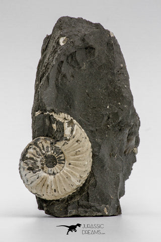 04283 - Superb 1.28 Inch Pleuroceras transiens Ammonite In Matrix Lower Jurassic