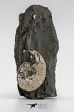 04283 - Superb 1.28 Inch Pleuroceras transiens Ammonite In Matrix Lower Jurassic