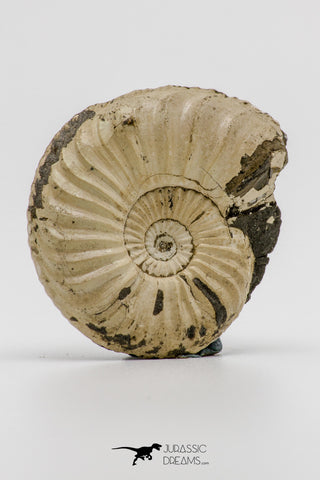 04285 - Superb 1.24 Inch Pleuroceras transiens Ammonite Lower Jurassic Germany