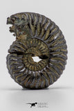 04286 - Superb Pyritized 1.25'' Karakaschiceras Lower Cretaceous Ammonites