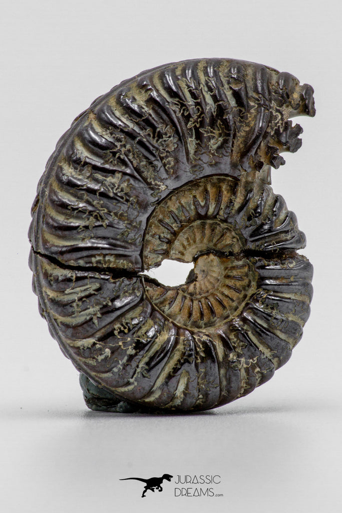 04286 - Superb Pyritized 1.25'' Karakaschiceras Lower Cretaceous Ammonites