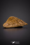 04305 - Rare Rostral Barb Of Sawfish 0.87 Inch Peyeria Lybica From Kem Kem