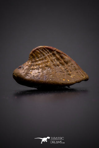 04306 - Rare Rostral Barb Of Sawfish 0.69 Inch Peyeria Lybica From Kem Kem