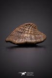 04306 - Rare Rostral Barb Of Sawfish 0.69 Inch Peyeria Lybica From Kem Kem