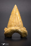 04352 - Strongly Serrated 1.98 Inch Palaeocarcharodon orientalis (Pygmy white Shark) Tooth