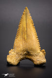 04352 - Strongly Serrated 1.98 Inch Palaeocarcharodon orientalis (Pygmy white Shark) Tooth